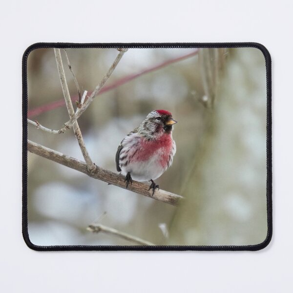 Item preview, Oh that red. Mealy redpoll designed and sold by Jouko Lehto Photography.