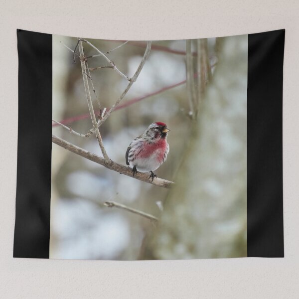 Item preview, Oh that red. Mealy redpoll designed and sold by Jouko Lehto Photography.