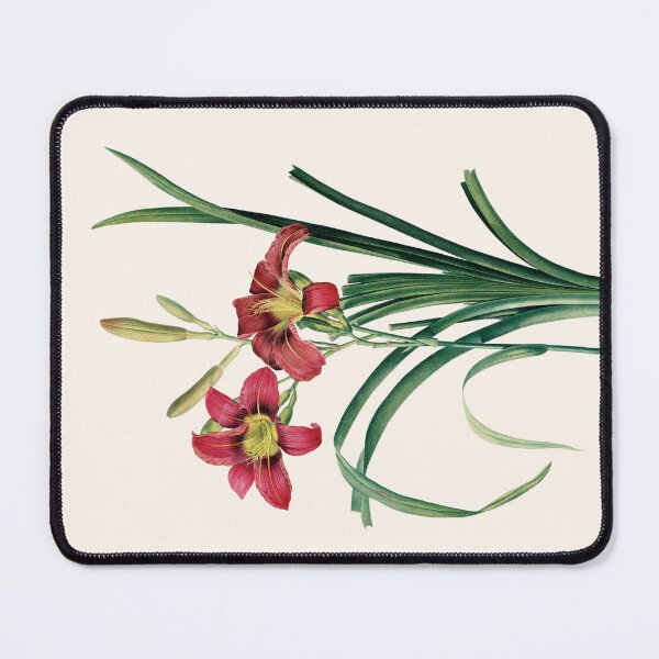 Item preview, Hemerocallis Fulva | Hemerocalle Fauve | Pierre-Joseph Redouté designed and sold by LaMadeleine.