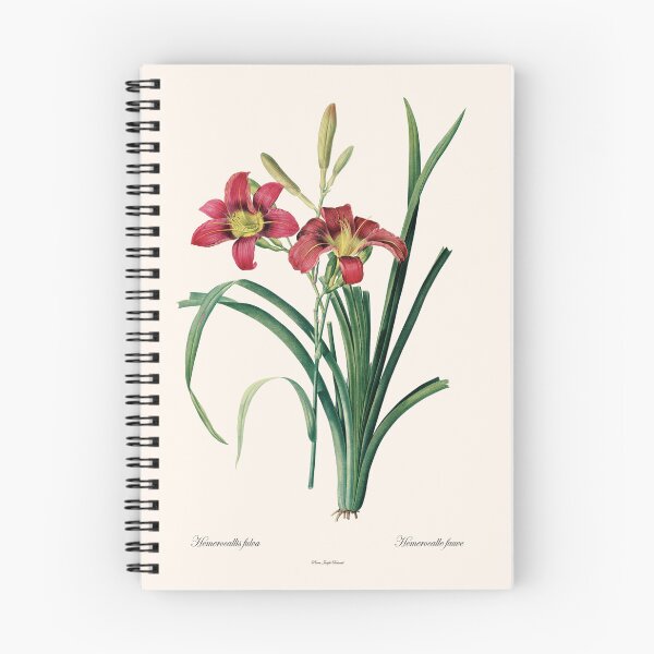 Item preview, Hemerocallis Fulva | Hemerocalle Fauve | Pierre-Joseph Redouté designed and sold by LaMadeleine.