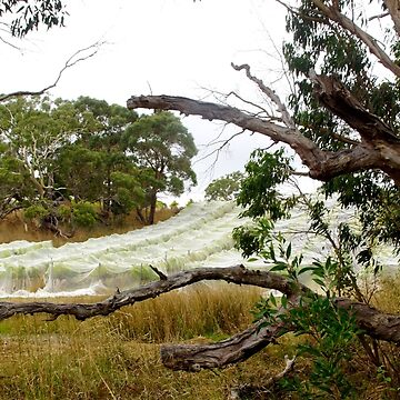 Artwork thumbnail, Nets on the Sem by Adelaide artist Avril Thomas at Magpie Springs by MagpieSprings