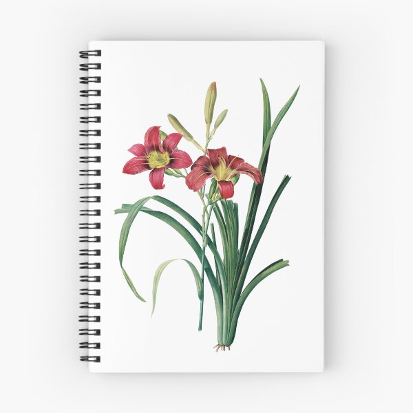 Item preview, Hemerocallis Fulva | Hemerocalle Fauve | Pierre-Joseph Redouté designed and sold by LaMadeleine.