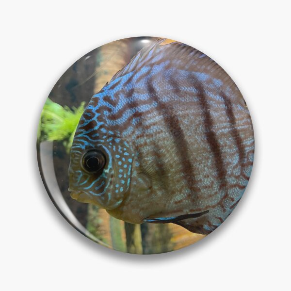 Item preview, Discus Fish designed and sold by Pisces-Pics.