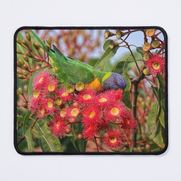 Item preview, Rainbow Lorikeet - Trichoglossus moluccanus designed and sold by ausnative.