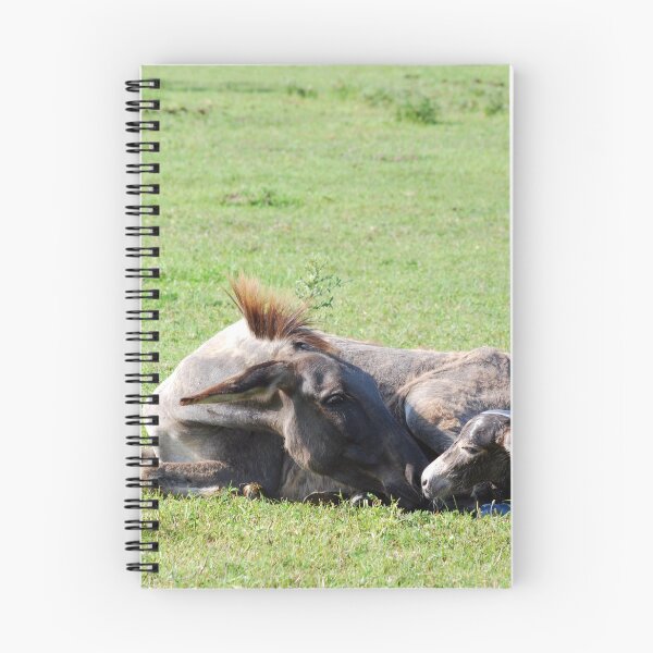 Item preview, Just born little donkey lying in a pasture designed and sold by goceris.