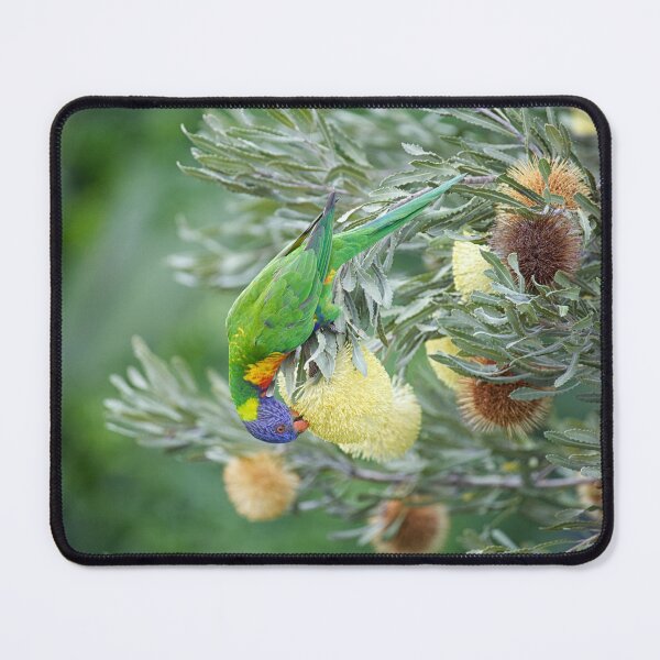 Item preview, Rainbow Lorikeet - Trichoglossus moluccanus designed and sold by ausnative.