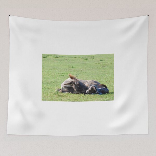 Item preview, Just born little donkey lying in a pasture designed and sold by goceris.