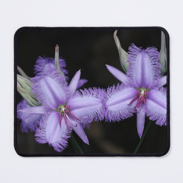 Item preview, Thysanotus tuberosus - Common Fringe Lily designed and sold by ausnative.