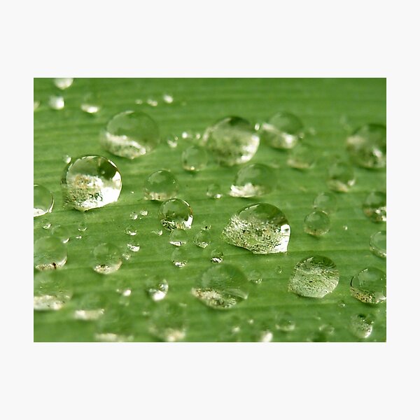 Item preview, Water Drops Leaf 3 designed and sold by SeeGodAroundUs.