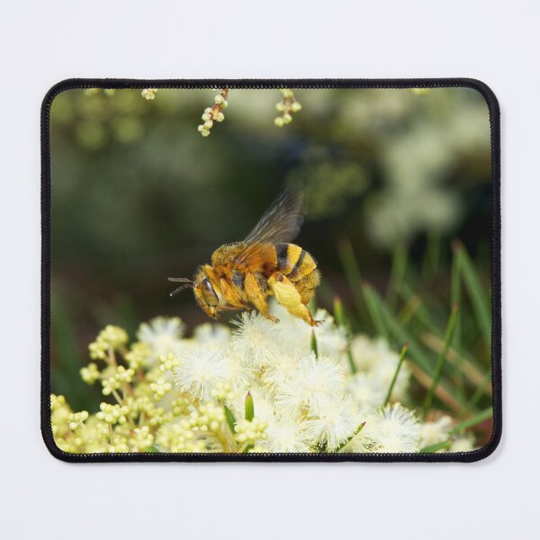 Item preview, Amegilla bombiformis - Teddy Bear Bee designed and sold by ausnative.