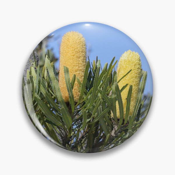 Item preview, Banksia attenuata - Candlestick Banksia designed and sold by ausnative.