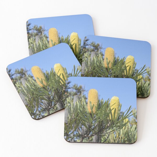 Item preview, Banksia attenuata - Candlestick Banksia designed and sold by ausnative.
