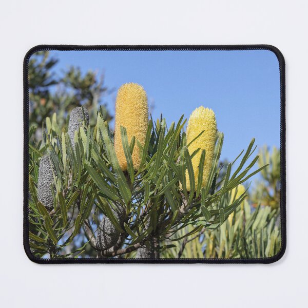 Item preview, Banksia attenuata - Candlestick Banksia designed and sold by ausnative.