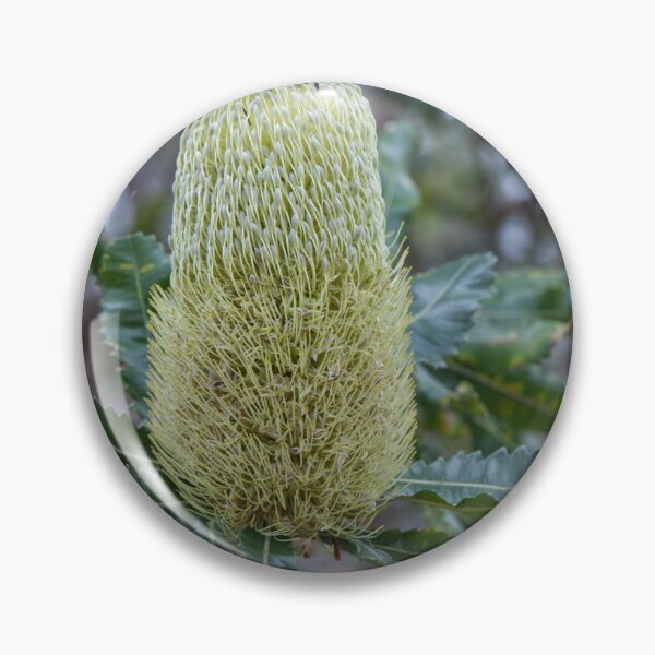 Item preview, Banksia serrata - Old Man Banksia designed and sold by ausnative.