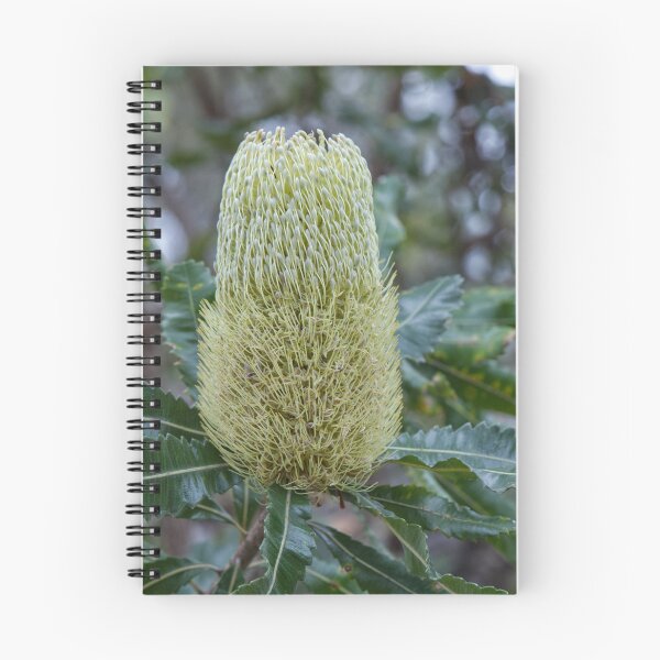Item preview, Banksia serrata - Old Man Banksia designed and sold by ausnative.