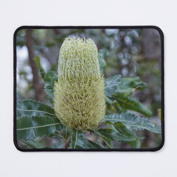 Item preview, Banksia serrata - Old Man Banksia designed and sold by ausnative.