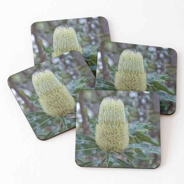 Item preview, Banksia serrata - Old Man Banksia designed and sold by ausnative.