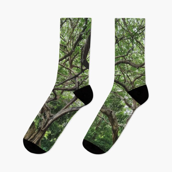 Item preview, Mount Coot-tha Botanic Gardens designed and sold by OCNau.