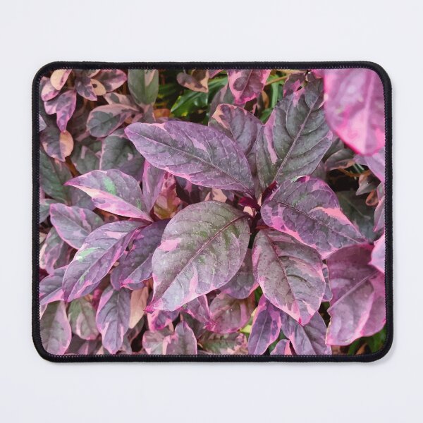 Item preview, Mount Coot-tha Botanic Gardens designed and sold by OCNau.