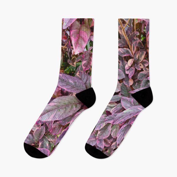 Item preview, Mount Coot-tha Botanic Gardens designed and sold by OCNau.
