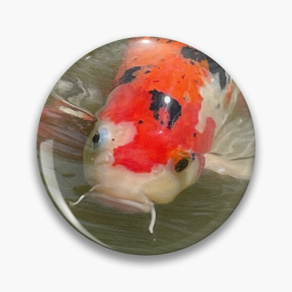Item preview, Disgruntled Koi Fish designed and sold by Pisces-Pics.