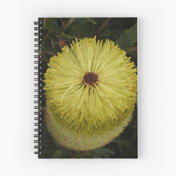 Item preview, Banksia Praemorsa aka Cut Leaf Banksia designed and sold by Linda Sijpkes.