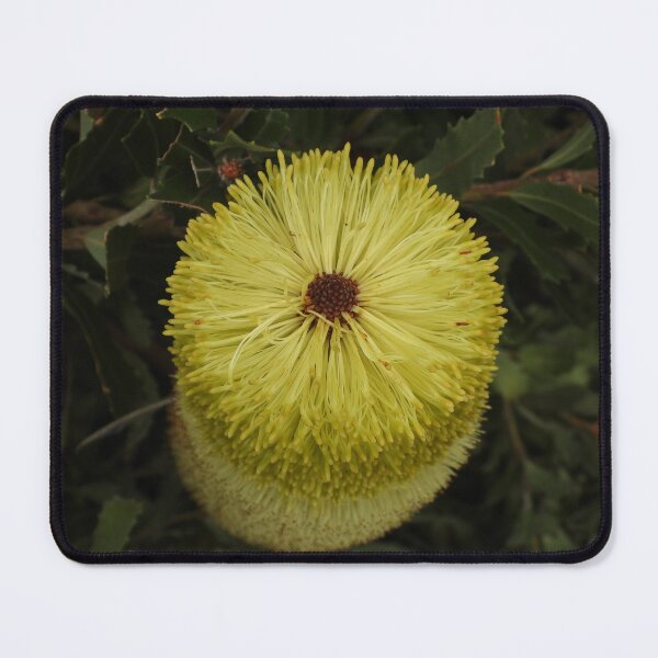 Item preview, Banksia Praemorsa aka Cut Leaf Banksia designed and sold by Linda Sijpkes.