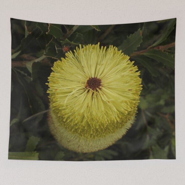 Item preview, Banksia Praemorsa aka Cut Leaf Banksia designed and sold by Linda Sijpkes.