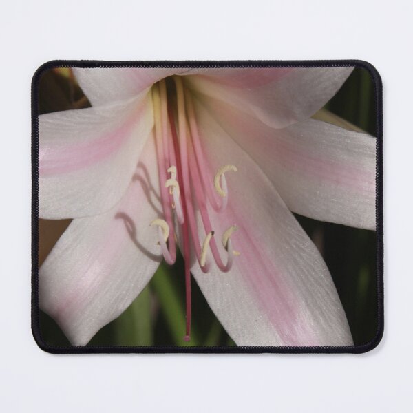 Item preview, Daylily designed and sold by Robert Armendariz.