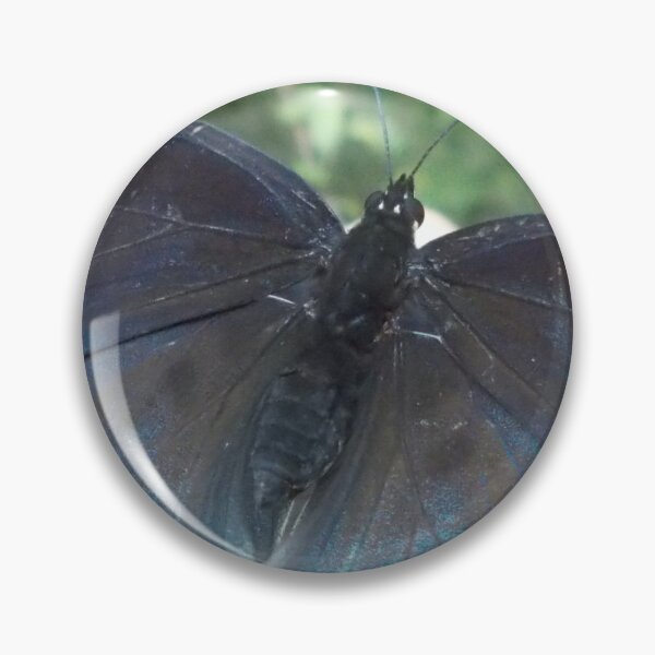 Artikelvorschau, Beautful Blue Butterfly - Original Photography entworfen und verkauft von JulienneJc.