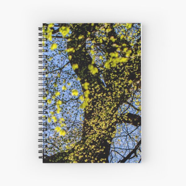 Sunlit Beech Leaves Spiral Notebook