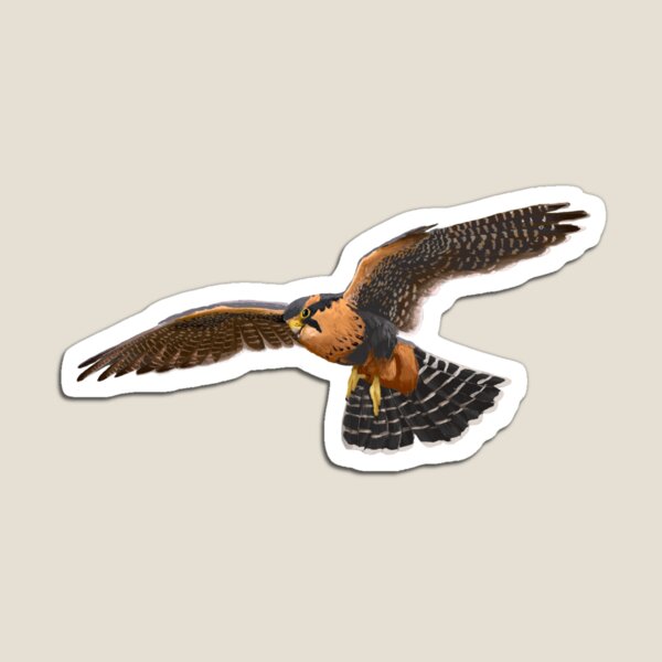 Item preview, Aplomado Falcon designed and sold by Kindahawkward.