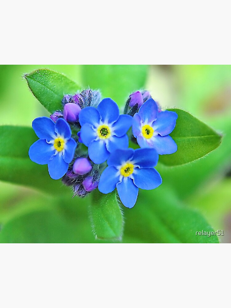 forget me knotes
