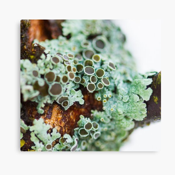 Item preview, Pretty lichen designed and sold by AnnaKT.