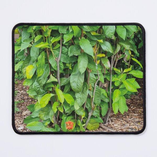 Item preview, Mount Coot-tha Botanic Gardens designed and sold by OCNau.