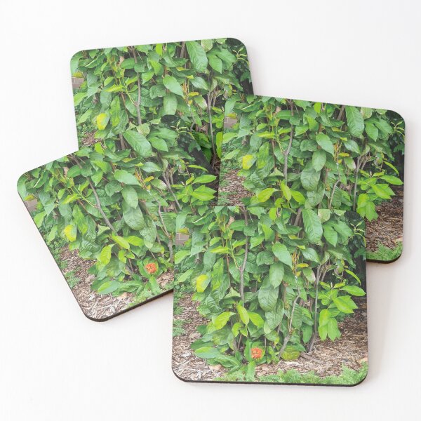 Item preview, Mount Coot-tha Botanic Gardens designed and sold by OCNau.