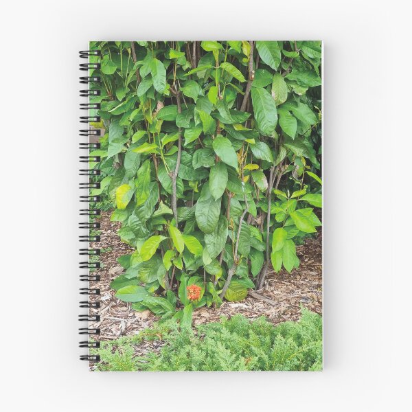 Item preview, Mount Coot-tha Botanic Gardens designed and sold by OCNau.