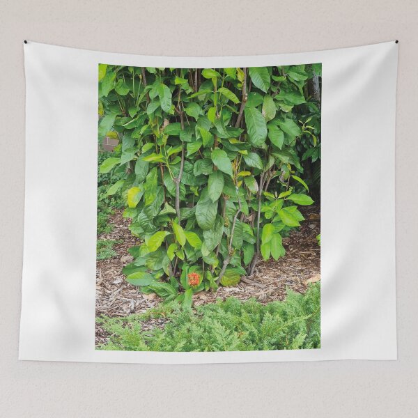 Item preview, Mount Coot-tha Botanic Gardens designed and sold by OCNau.