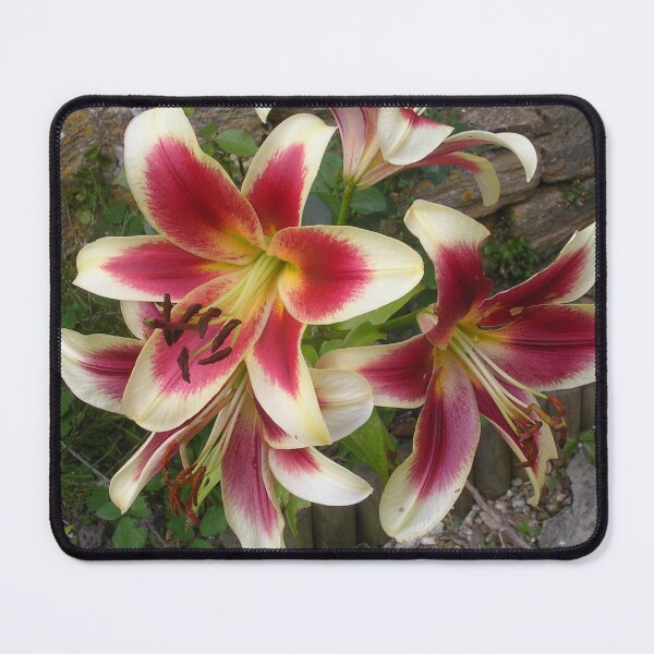 Item preview, Stargazer Lilies In Martock designed and sold by lezvee.