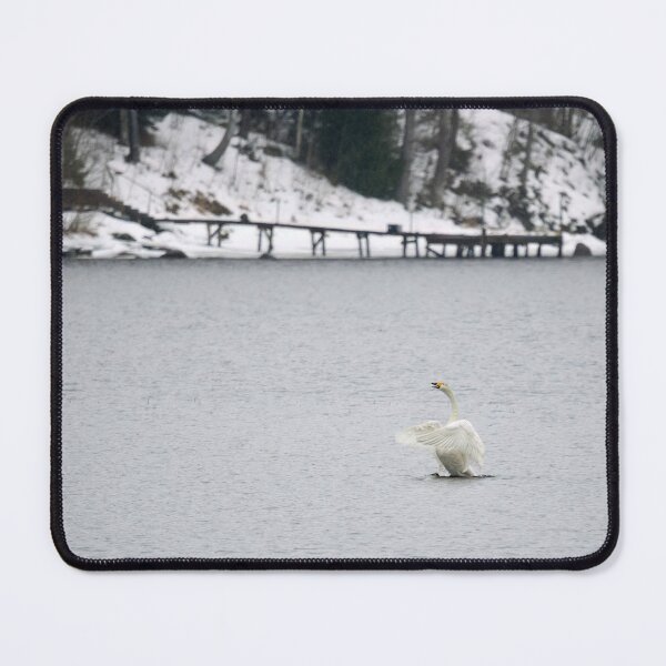 Item preview, A Song for the Spring. Whooper swan designed and sold by Jouko Lehto Photography.