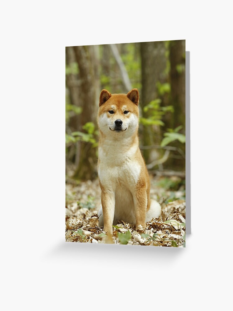 Shiba inu small clearance size