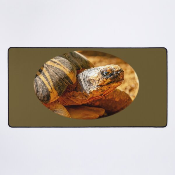 Item preview, Just Dozing in the Sunshine designed and sold by Dalyndigital Photography.