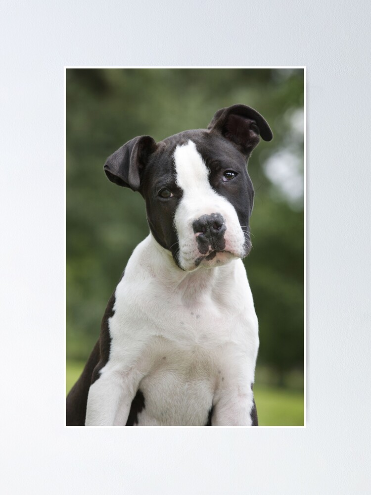 Amstaff Puppy Black And White Pit Bull Terrier Dog Black And White - Main Image
