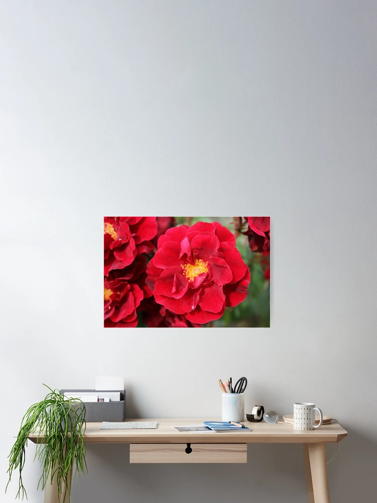 Thumbnail 2 of 3, Poster, Red Roses designed and sold by SunsetFirefly.