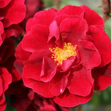 Artwork thumbnail, Red Roses by SunsetFirefly