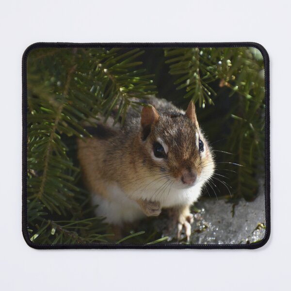 Item preview, A squirrel in the spring designed and sold by Claude Laprise.