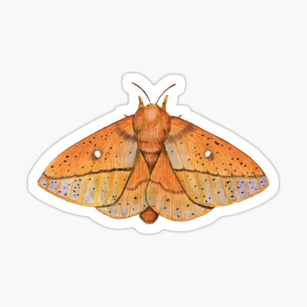 Item preview, Spiny Oakworm Moth (Anisota stigma) designed and sold by JadaFitch.