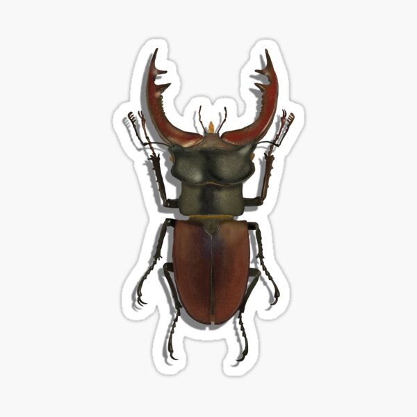 Item preview, Stag beetle specimen  designed and sold by mezeianna.