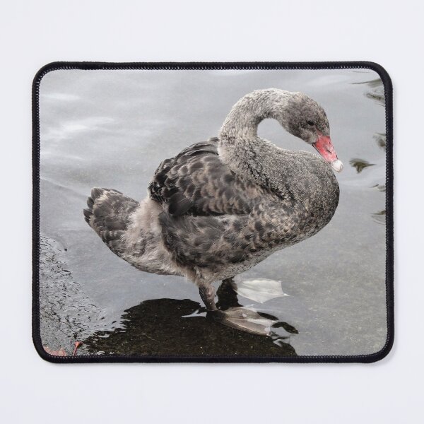 Item preview, Juvenile Black Swan cygnet designed and sold by TwistedClassics.