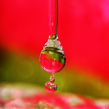 Artwork thumbnail, Hanging On! by Pamela Bates